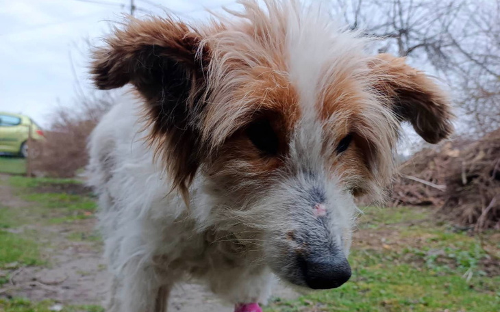 Zbiórka ZYZIO- zagłodzony niewidomy pies - zdjęcie główne