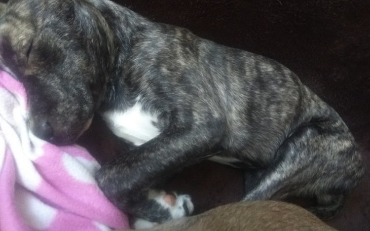 Zbiórka Pomoc dla Pittbullka - zdjęcie główne