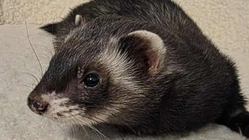 Zbiórka Fretka Kayla - lek Renibus - miniaturka zdjęcia