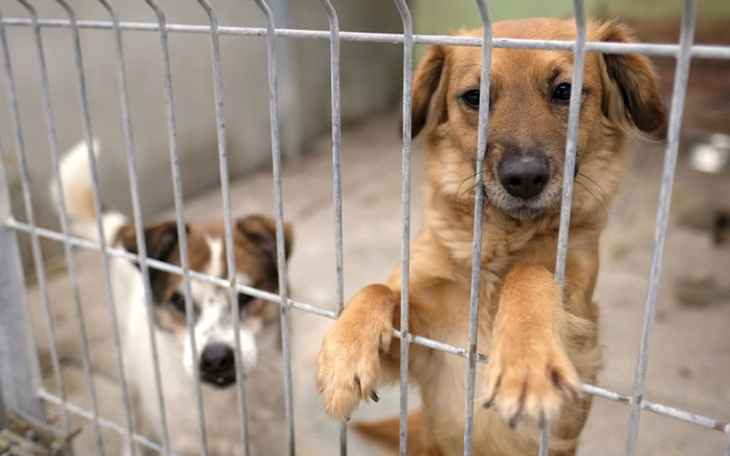 Zbiórka Na Karme i Najpotrzebniejsze - zdjęcie główne
