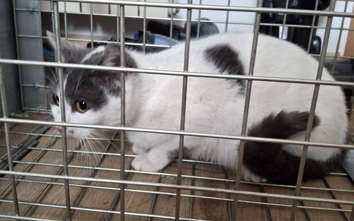 Kot w klatce, wyglądający na przestraszonego.