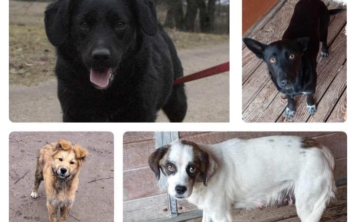 Cztery psy w różnych pozach, wszystkie szukają nowego domu.