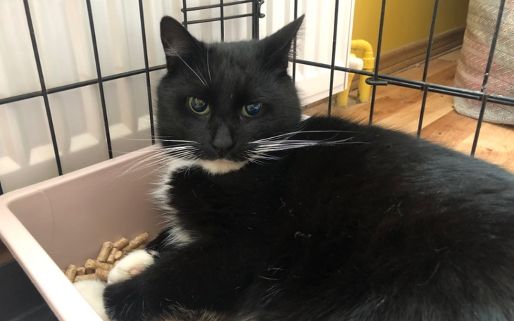 Zbiórka Uratujmy połamaną łapkę Filemona - zdjęcie główne