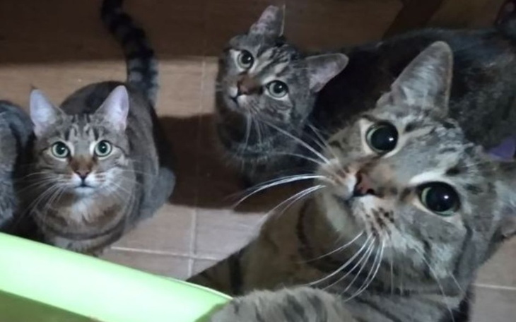 Trzy koty patrzące w obiektyw, ciekawskie spojrzenia.