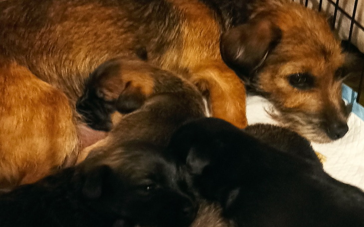 Zbiórka Pomoc dla mamy i 4 szczeniaków - zdjęcie główne