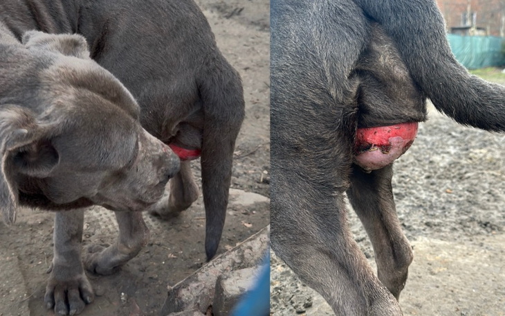 Pies z widoczną zmianą skórną w okolicy ogona.
