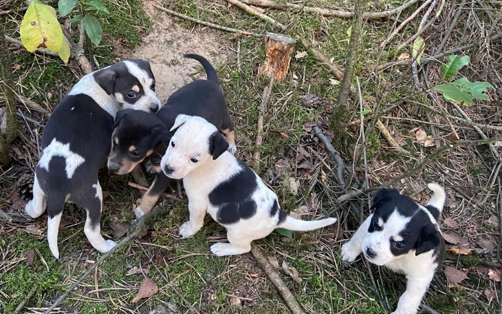 Zbiórka Parwowiroza nas zabija - zdjęcie główne