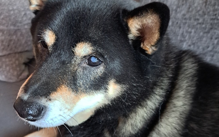 Portret psa rasy Shiba Inu w domowym otoczeniu.