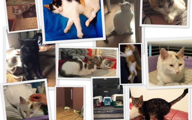 Zbiórka Rachunki Nowohuckich Kittensów - zdjęcie główne