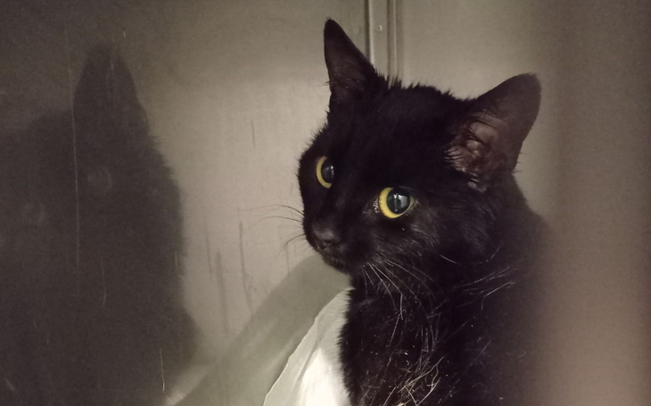 Zbiórka Zara -połamana kotka z białaczką - zdjęcie główne