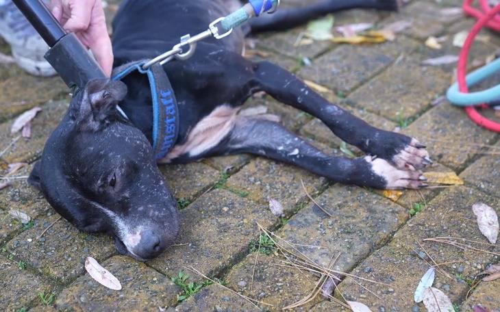 Pies leży na ziemi, czekając na pomoc.