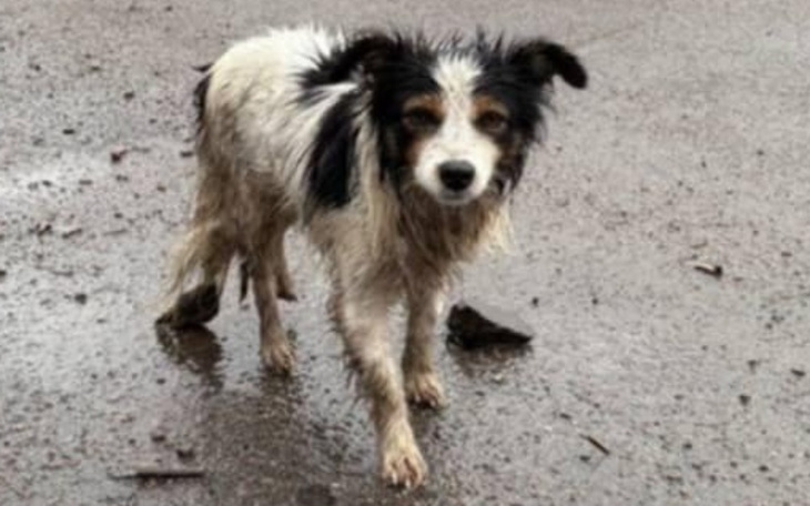 Brudny pies na deszczowej nawierzchni, wyglądający na zagubionego.