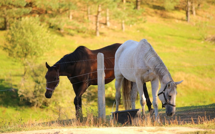 Zbiórka godne życie uratowanych koni - zdjęcie główne