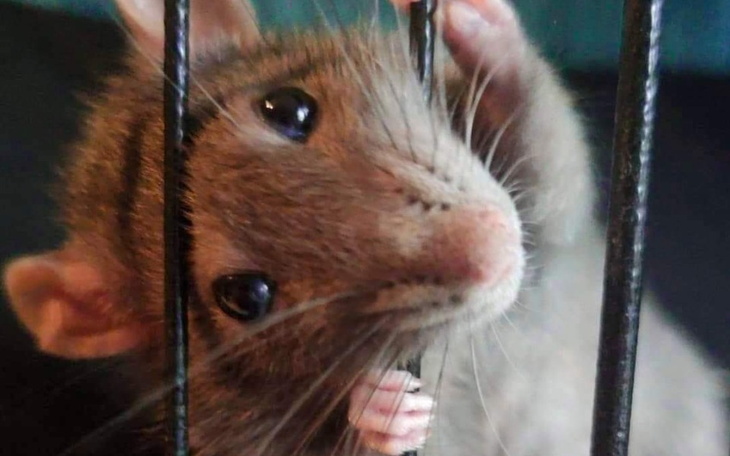 Zbiórka Zbiórka na leczenie szczurka Pus - zdjęcie główne