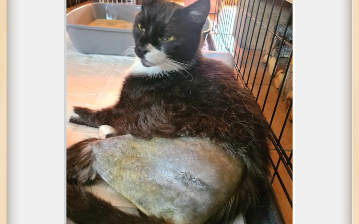 Kot odpoczywający na poduszce, z widoczną raną na brzuchu.