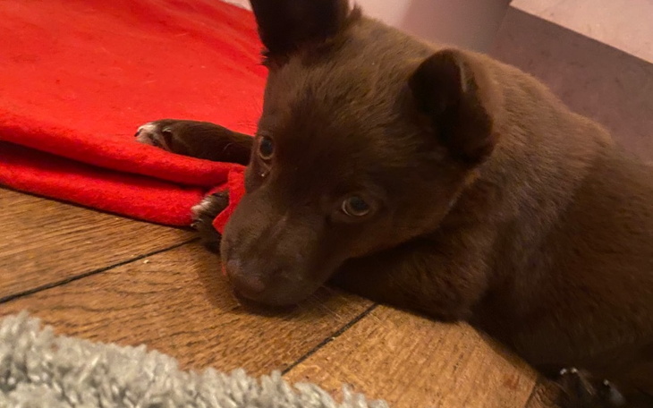 Zbiórka Pomóż uratować Lalusia - zdjęcie główne