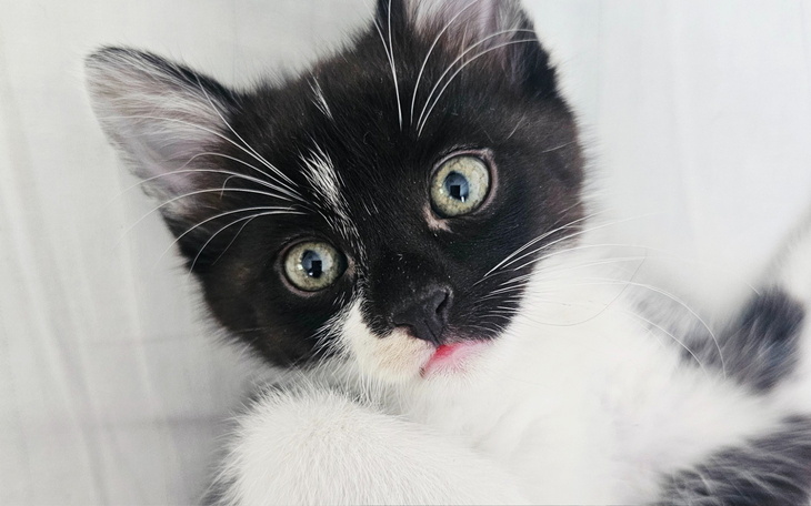 Uroczy czarnobiały kotek z dużymi oczami i wyrazem zdziwienia.