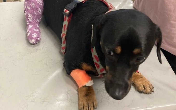 Pies z opatrunkami na łapach, leży na stole.