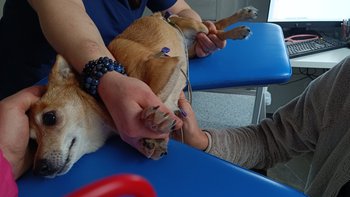 Zbiórka Małe, chore, serduszko - Milenka - miniaturka zdjęcia