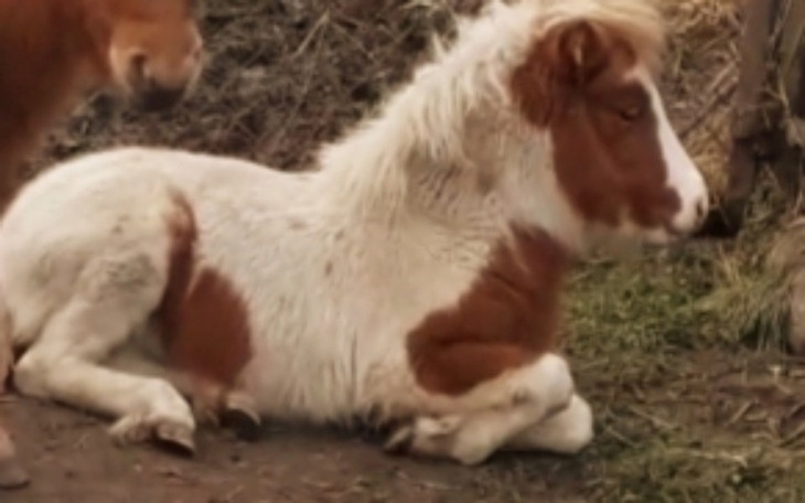 Zbiórka Słaba Tosia prosi o pomoc. - zdjęcie główne