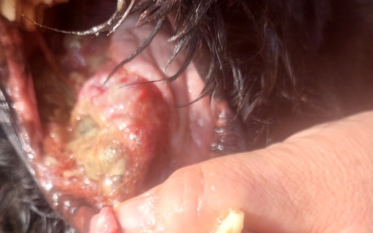 Zbliżenie na chore ucho psa z widocznymi zmianami.