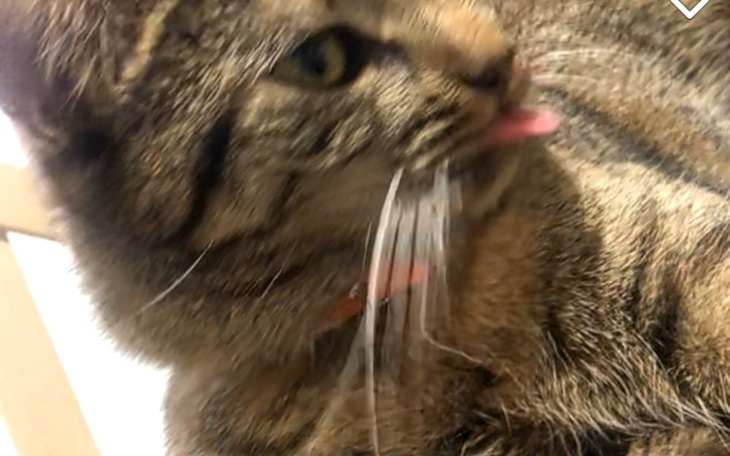 Zbiórka Uratuj ze mną kotki - zdjęcie główne