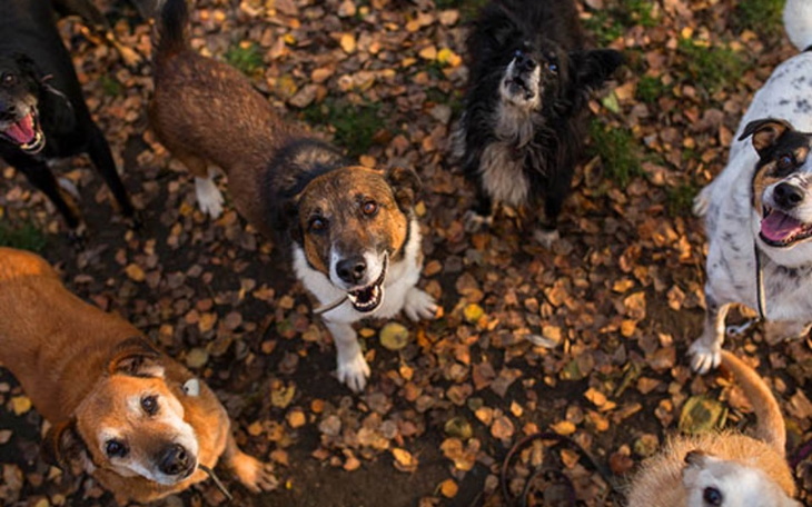 Zbiórka Zakup specjalistycznej karmy - zdjęcie główne