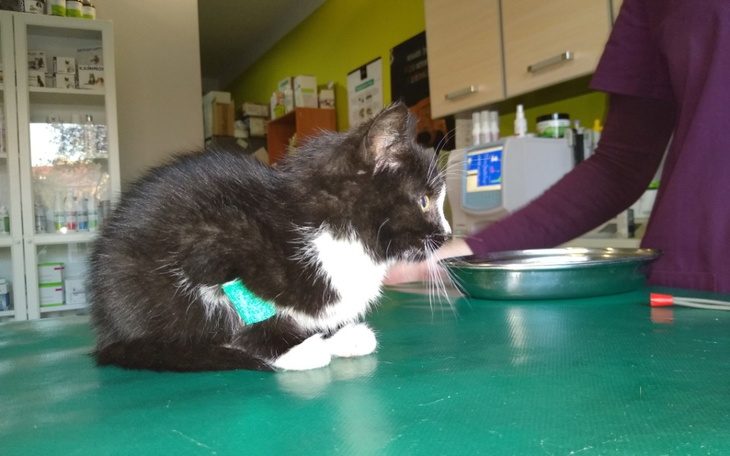 Zbiórka Na trójkę kocich dzieci,badania - zdjęcie główne