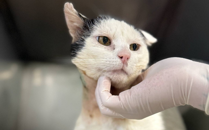 Kot z białym futrem, głaskany przez osobę w rękawiczce.