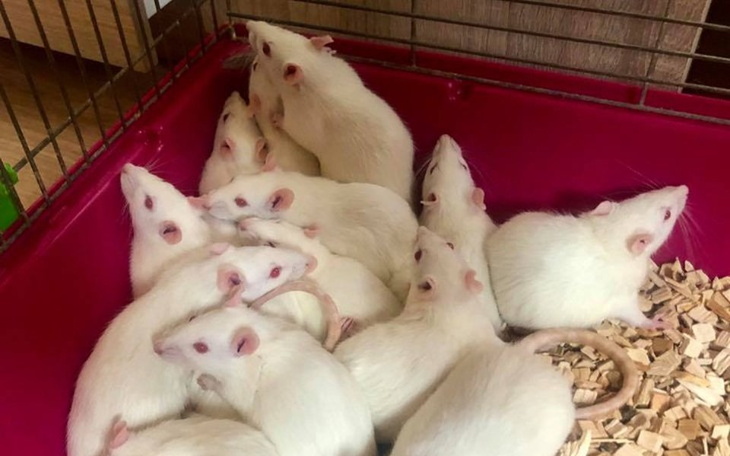 Zbiórka Wrzesień w DT Ogoniaste - zdjęcie główne