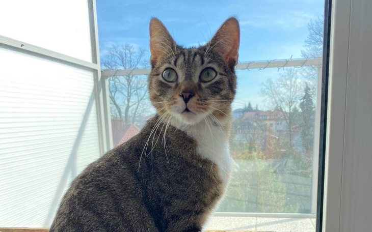 Zbiórka Kimchi kontra FCoV - zdjęcie główne