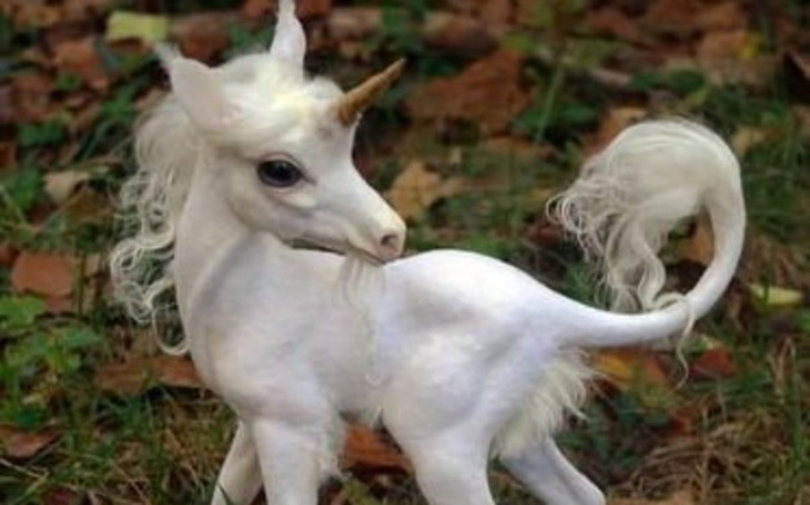 Zbiórka Ratujemy jednorożce! - zdjęcie główne