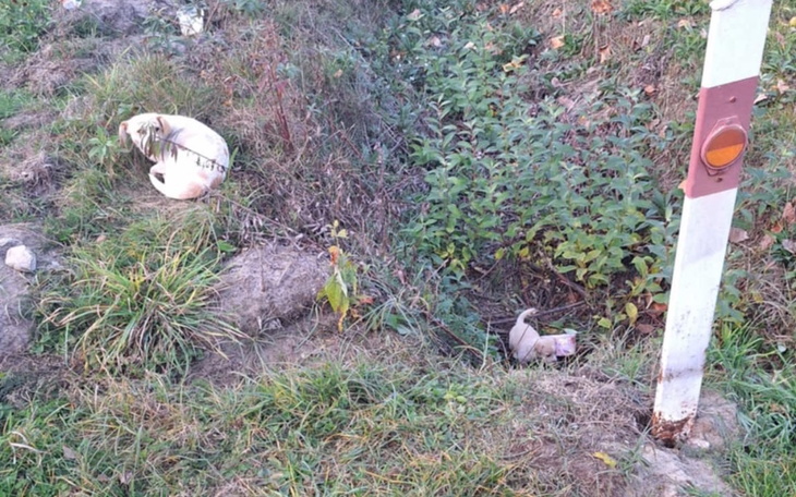 Zbiórka TRANSPORT psiej rodziny - zdjęcie główne