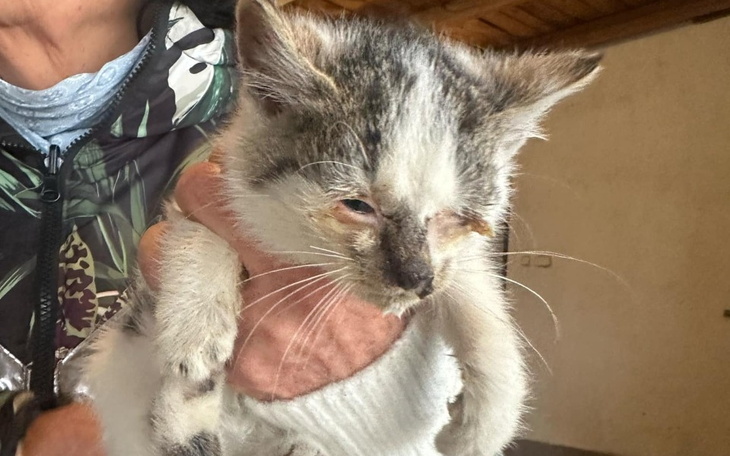 Kotek z uszkodzoną oczkiem, trzymany przez osobę.