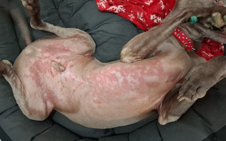 Pies leży na poduszce, pokazując swój brzuszek.