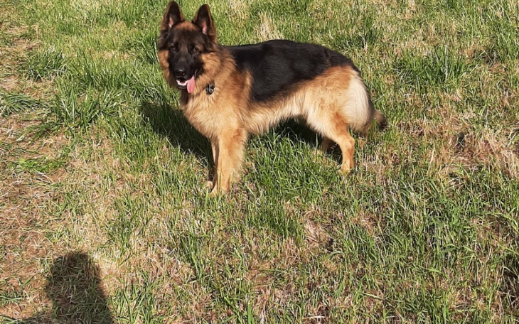 Zbiórka Zbieram na nowy domek. - zdjęcie główne