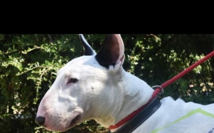 Zbiórka on chce żyć -pomóżcie - zdjęcie główne