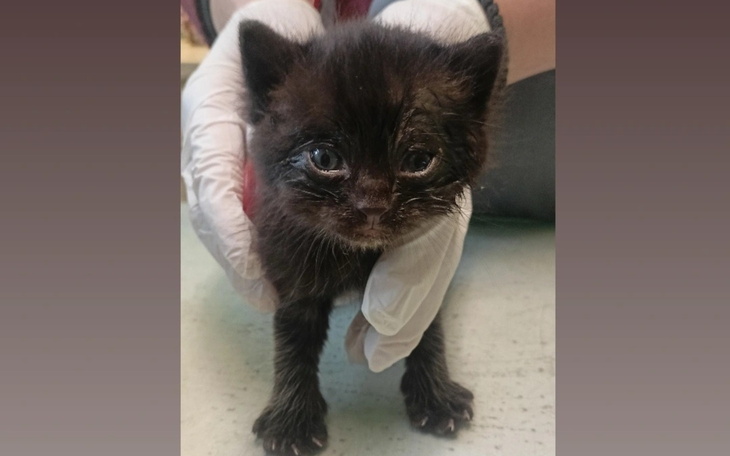 Mały czarny kotek trzymany w rękach, z wyrazem twarzy.