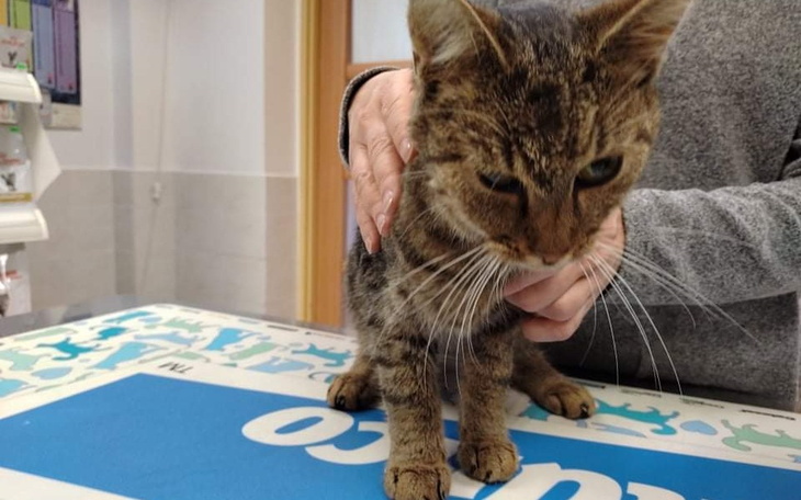 Zbiórka Ratujemy umierającą Tulisię - zdjęcie główne