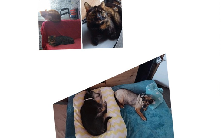 Zbiórka Pomóż kotom i psom Gabrysi - zdjęcie główne