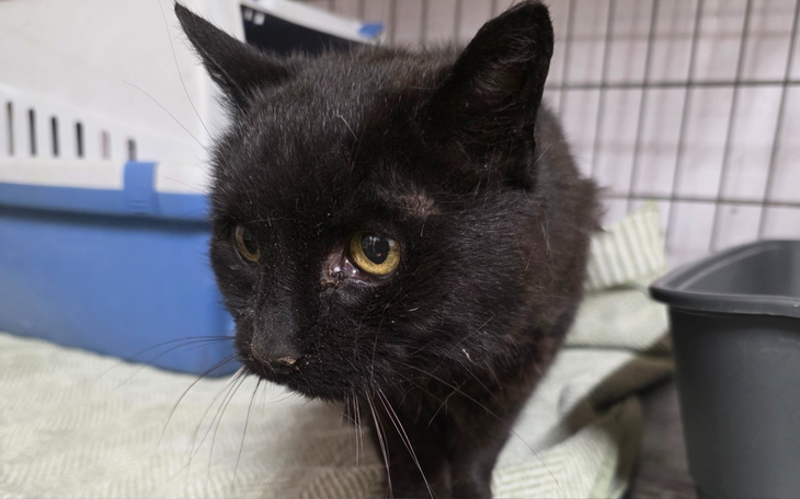 Czarny kot w klatce, z wyrazem ciekawości na twarzy.