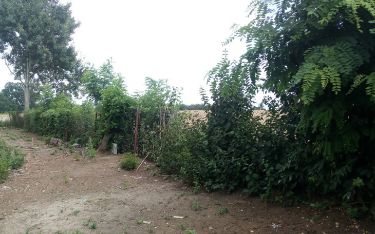 Zielony krajobraz z drzewami i krzewami w tle.