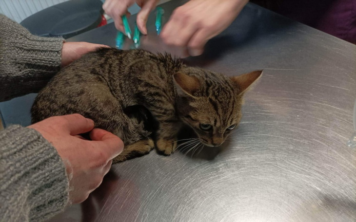 Zbiórka Kociaki z nicieniem płucnym - zdjęcie główne