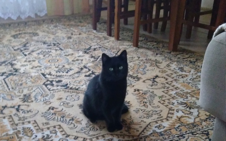 Zbiórka Kastracja i sterylizacja kotków. - zdjęcie główne