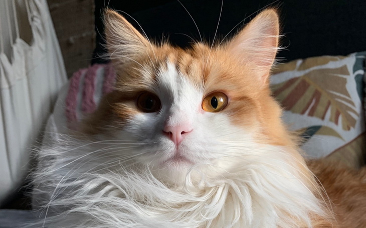 Rudy kot z długą sierścią, patrzący z ciekawością.