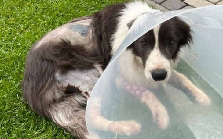 Zbiórka Leczenie Edena - zdjęcie główne