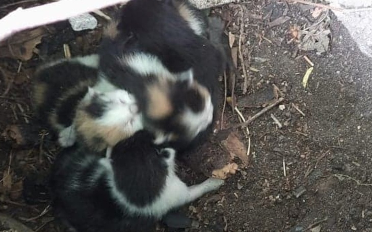 Zbiórka Na ratunek dla kociej rodziny - zdjęcie główne