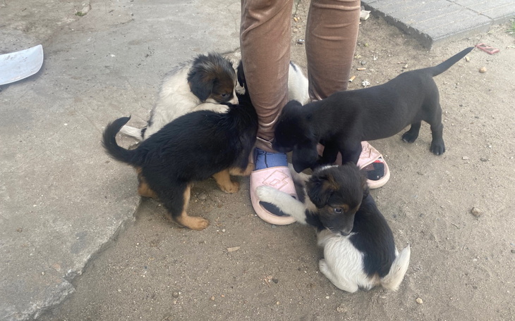 Szczeniaki bawiące się przy nogach człowieka.