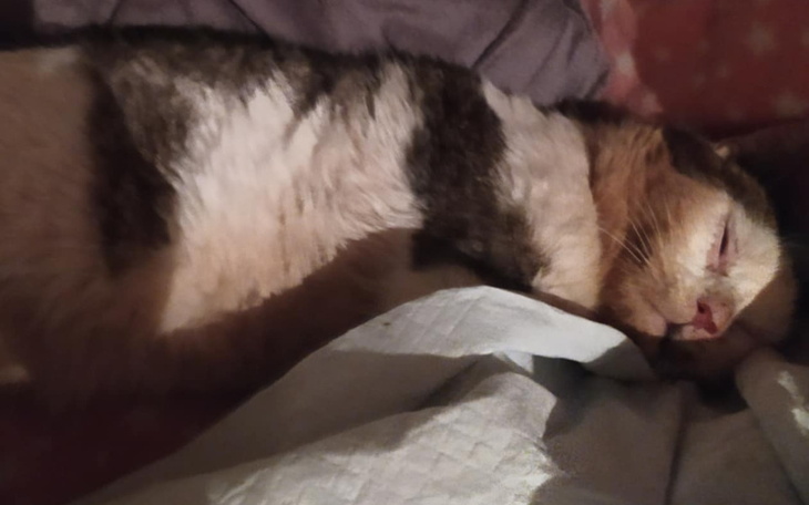 Śpiący kot, leżący na łóżku.