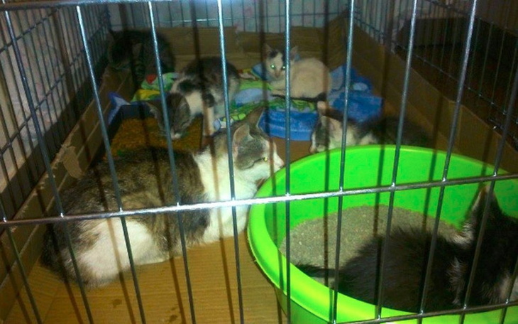 Kotki w klatce, odpoczywające w kartonowym pudełku.